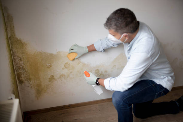Best Emergency Mold Remediation  in Grosse Pointe Woods, MI